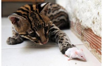 Colombian policemen seize wild animals in Bogota - Telegraph    A seized ocelot (Leopardus pardalis) get its paws on a mouse at the centre  Picture: AFP/GETTY
