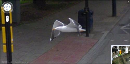 google street view funny pictures. quot;Late yesterday, Google